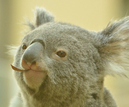 オーストラリアを代表する動物・コアラ。厳しくも豊かな自然、愛らしい動物に魅せられる外国人は多い。