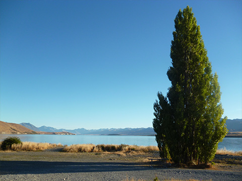 ニュージーランド　テカポ湖