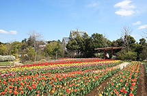 清水公園のチューリップ畑。同施設には、日本最大級のフィールドアスレチックもある。