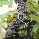 ジョージアはワイン発祥の地